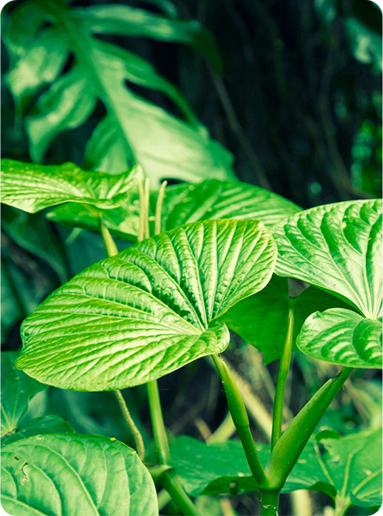 Kava Contains Active Compounds
Called Kavalactones