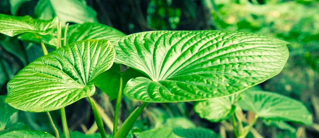 Kava and Kratom: A Modern Guide