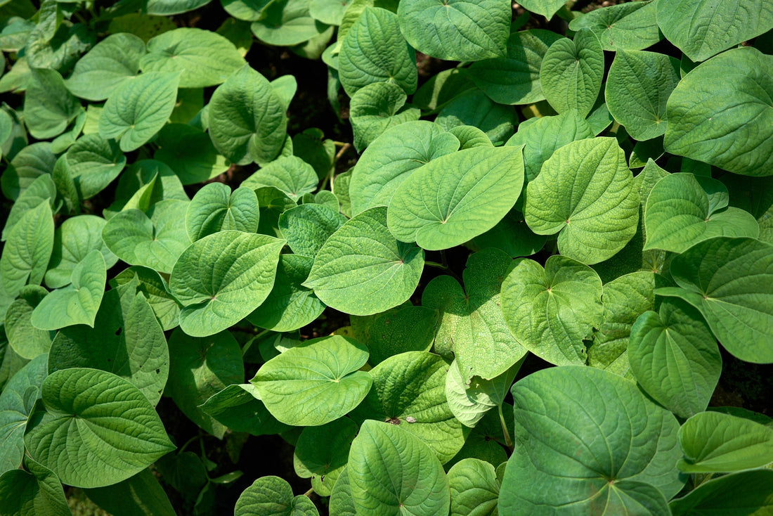 a kava plant