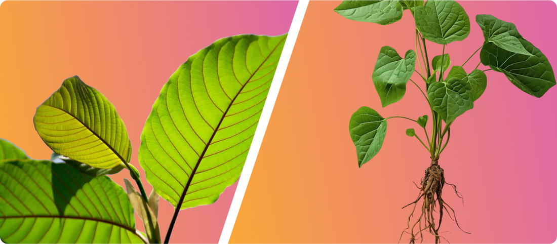 Are Kava and Kratom the Same?