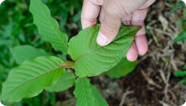 Effects of Kratom