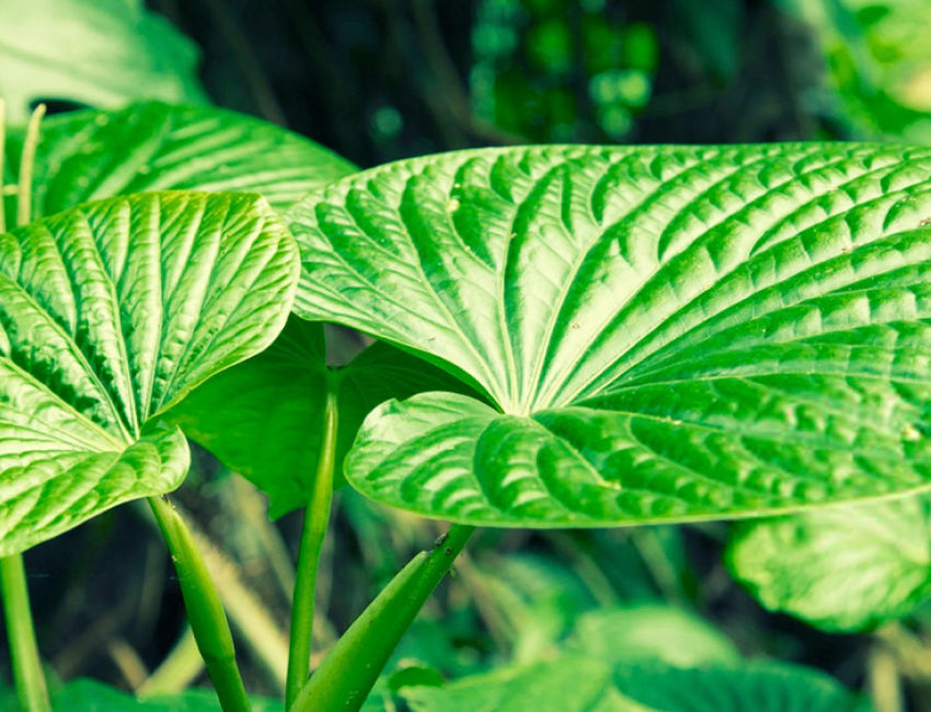 Kava and Kratom: A Modern Guide
