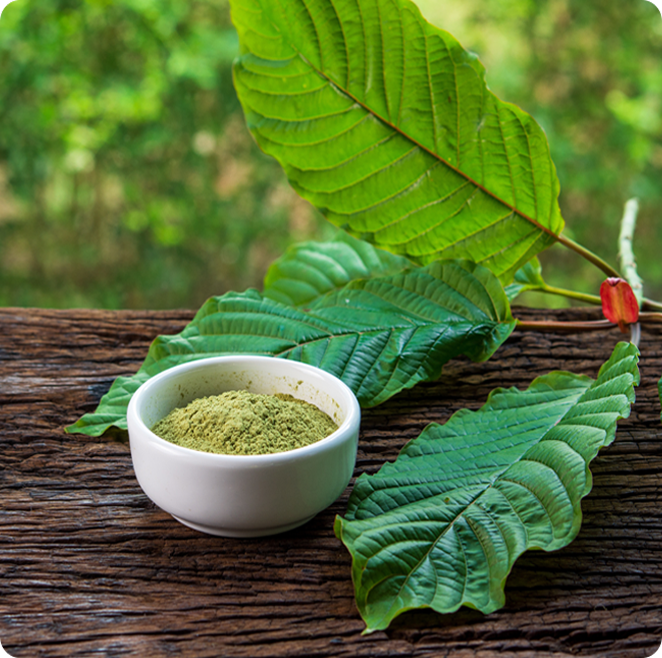 Kava vs Kratom for Discomfort